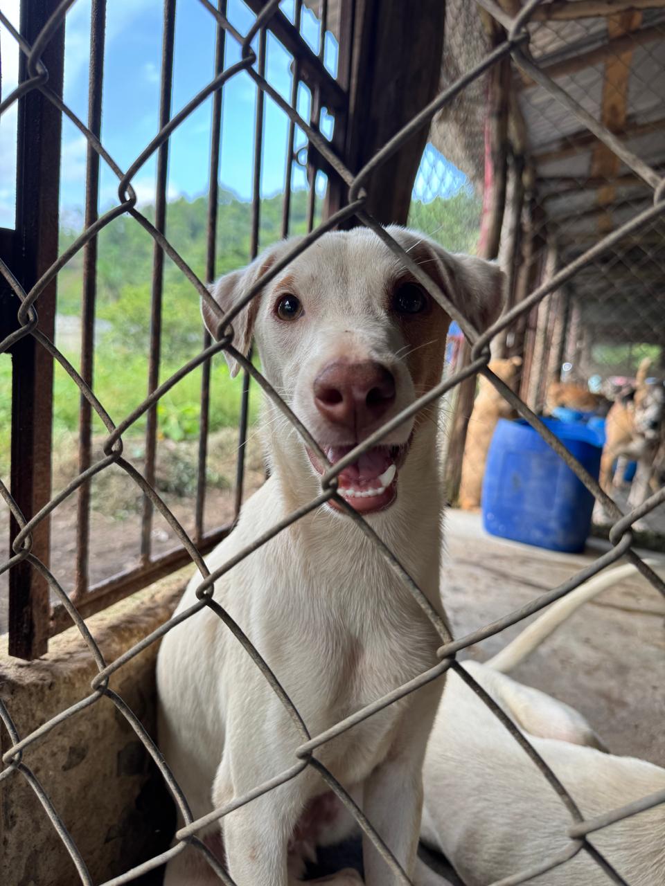 Sonrisa de refugio