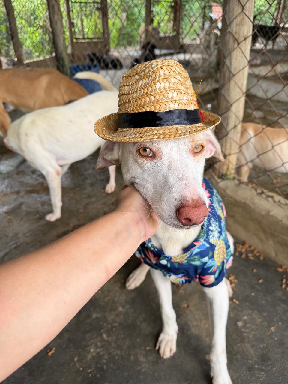 Engreído con su sombrero