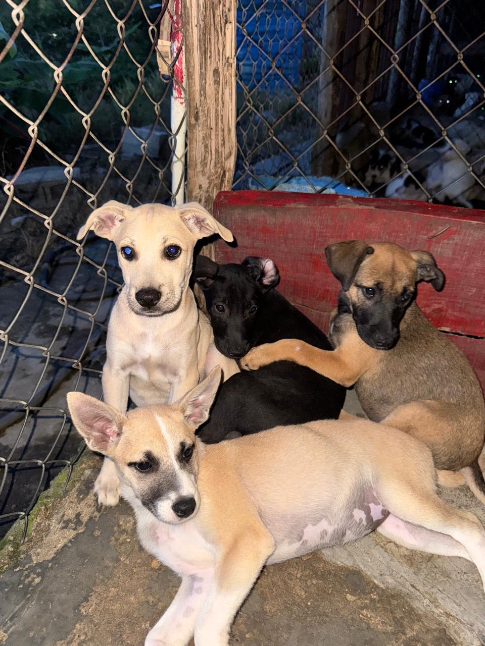 Cachorros rescatados