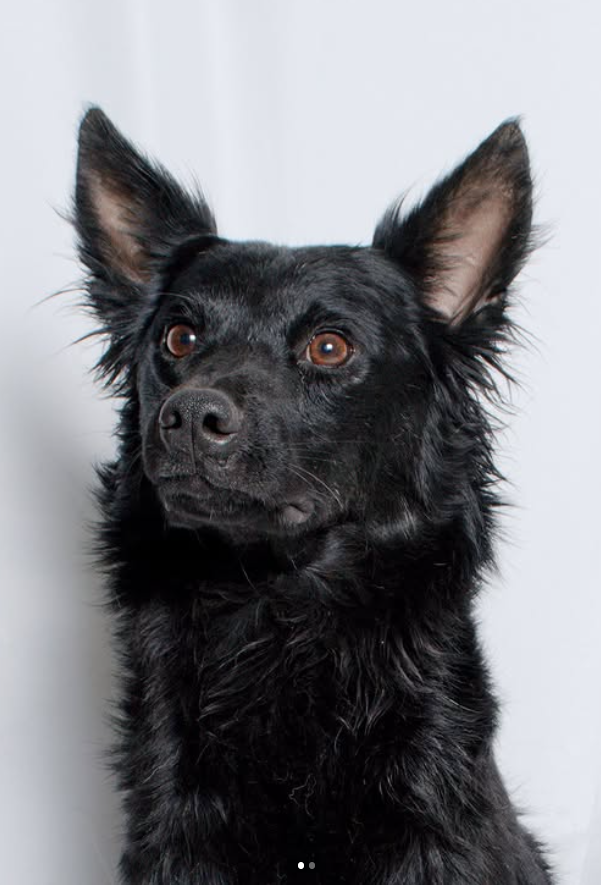 Blackie · esperando su familia